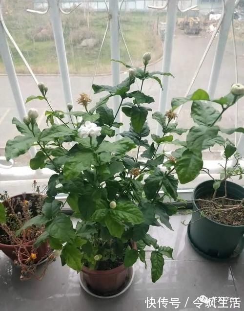 这3种花，可以给屋“添香”，漂亮好养，芳香怡人
