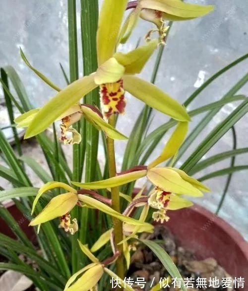 兰花要复壮,营养要跟上,怎样给兰花增加营养?