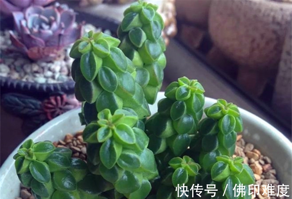 叶椒草|这些多肉说不上哪里好,但就是让人一眼难忘,有的开花还很美