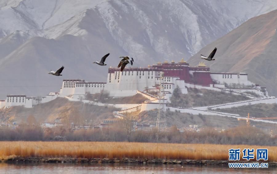 拉鲁湿地 鸟的乐园