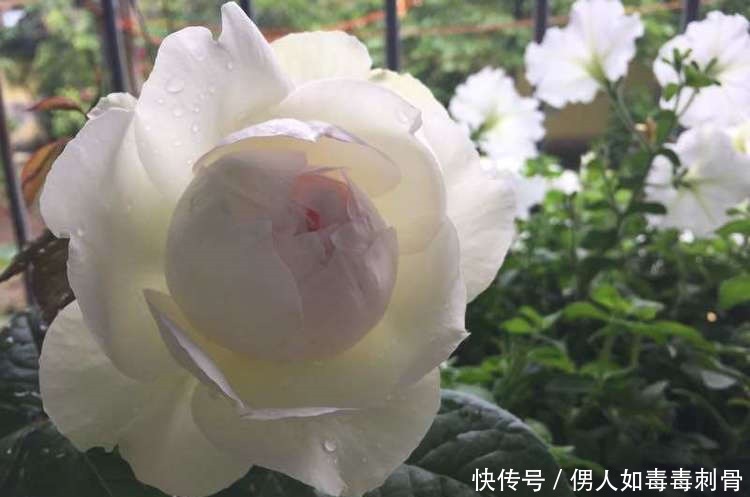 “高端玫瑰”永远的莫斯科,色泽鲜艳,妩媚娇羞,实属养花首选