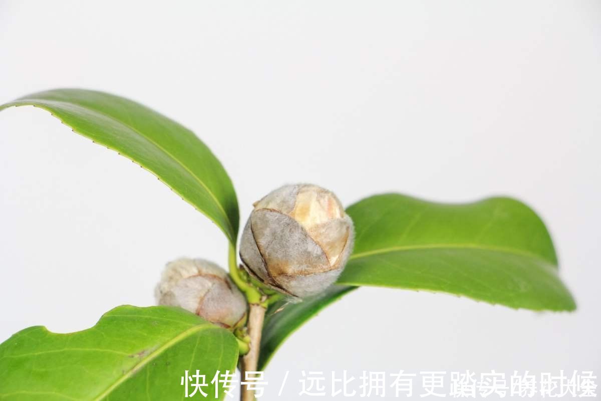 茶花|冬天养这5种花,越冷越开花,适合室内养护