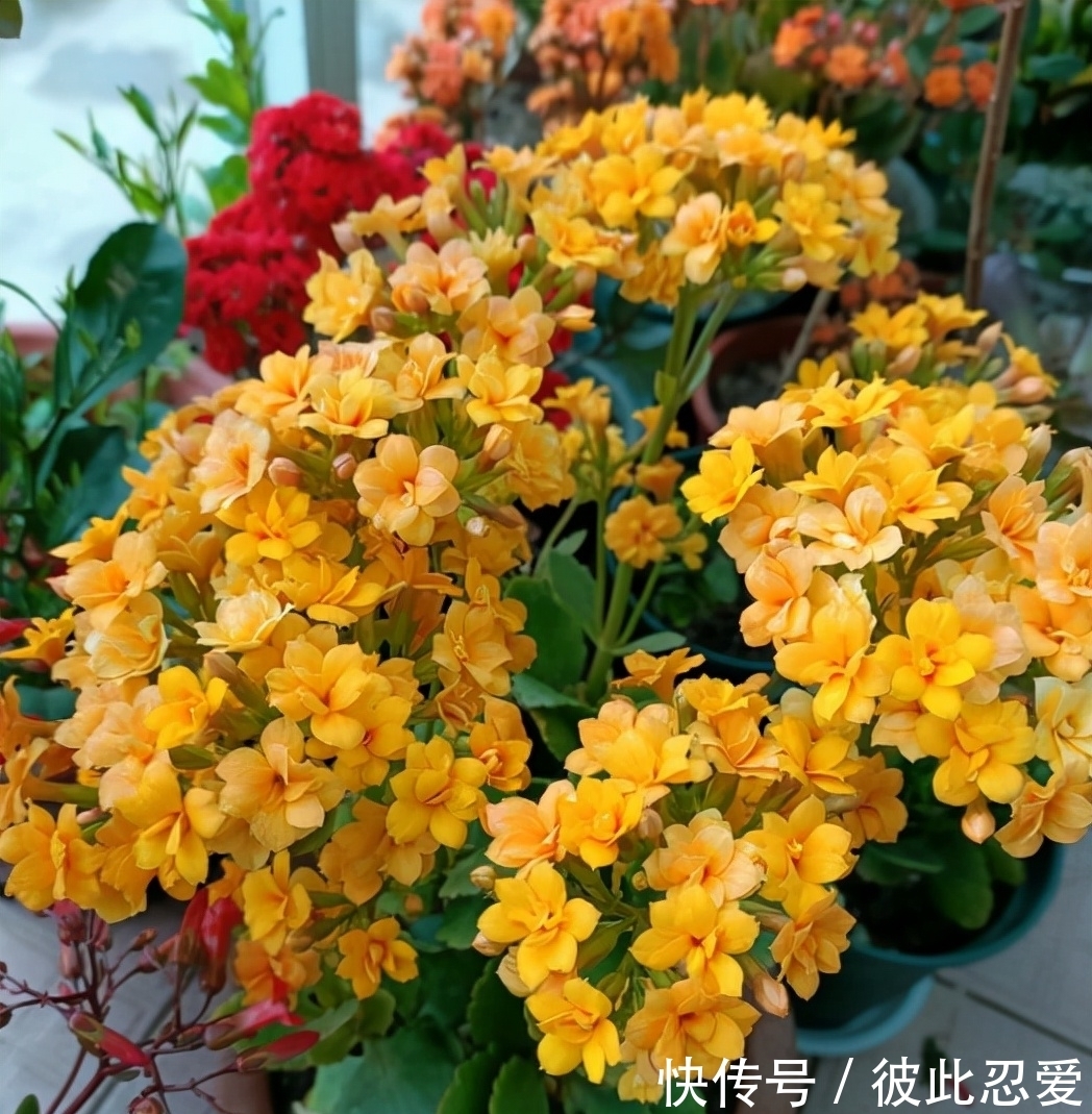 新买的长寿花,要狠心去修剪,养护不到2个月,就能直接开爆盆