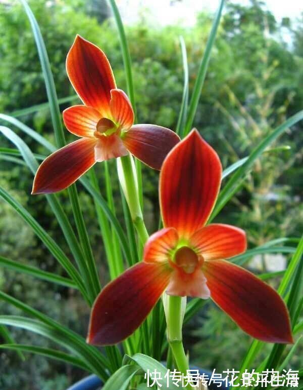 红河红|此兰花是“国兰第一红”,开花后自带仙气,瓣型正格,曾多次获奖