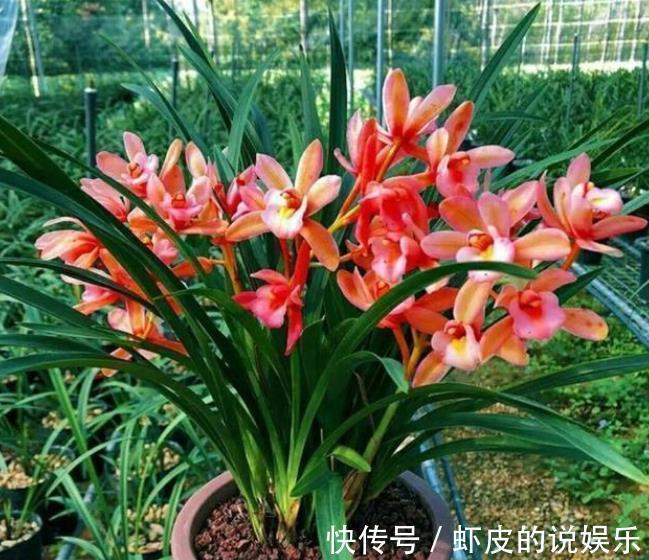 观赏价值|此款兰花花色艳丽,香味浓郁,是阳台盆栽佳品,喜欢兰花别错过