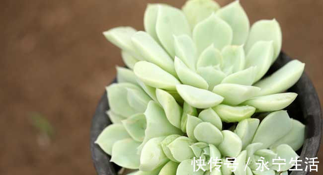 多肉植物可以放卧室吗多肉放卧室对身体好吗