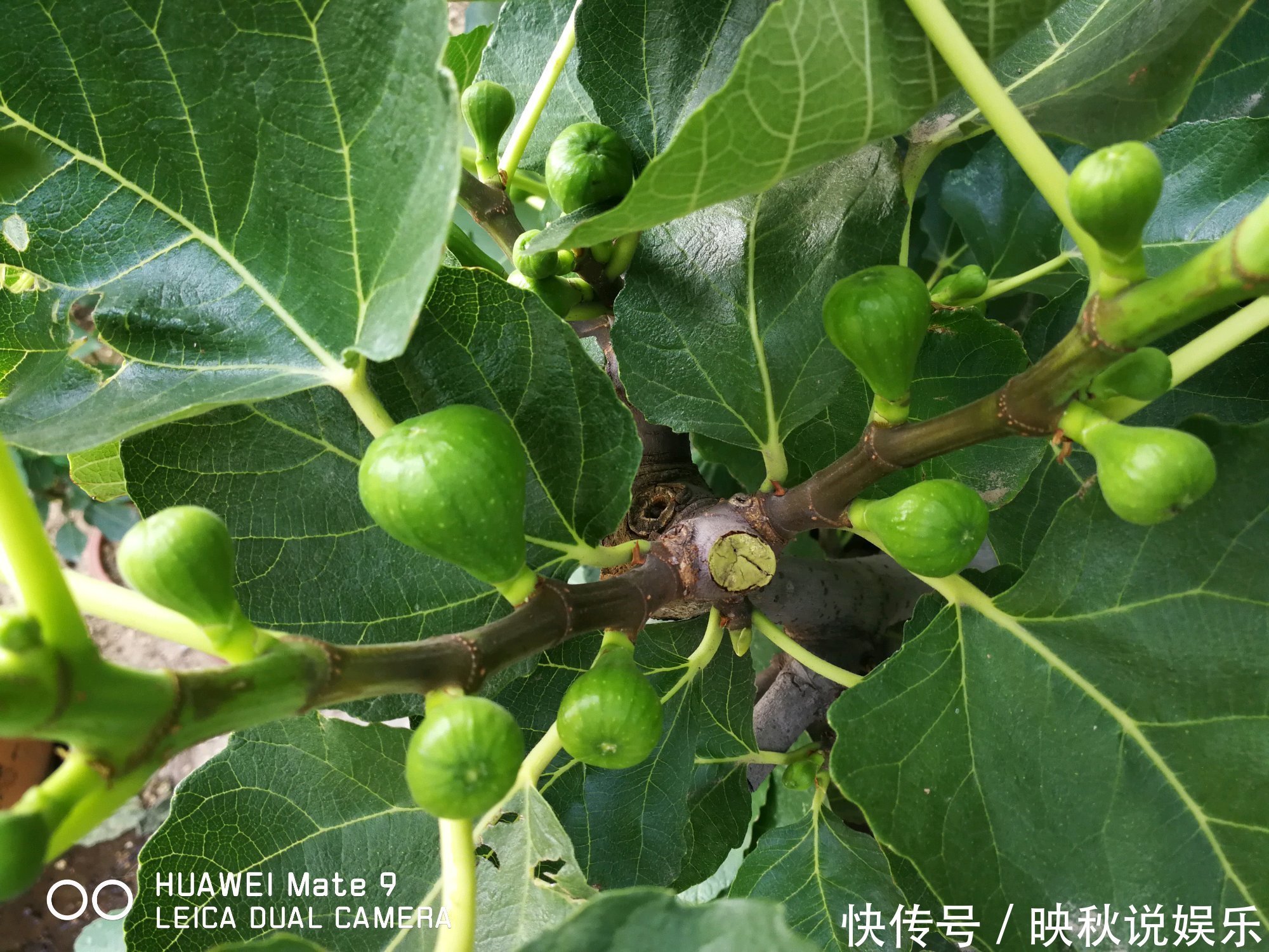 无花果水培繁殖难生根教你一招10天生根的方法,试过的都说好