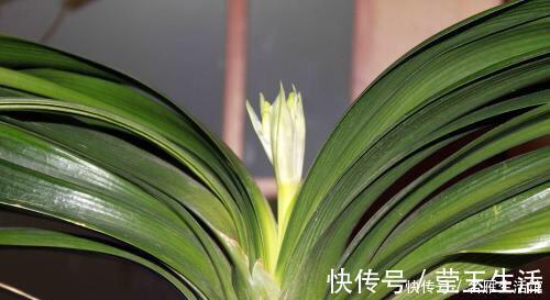 君子兰|君子兰还不开花,怎么办?用1招,顺利长出14片叶,植株健壮