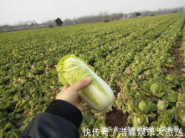 娃娃菜是白菜心吗一张图告诉你一切,怪不得好吃