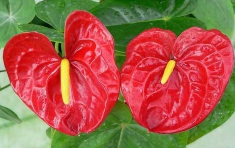 4种花养家里,福旺运旺财更旺,招财又纳福,谁养谁喜欢