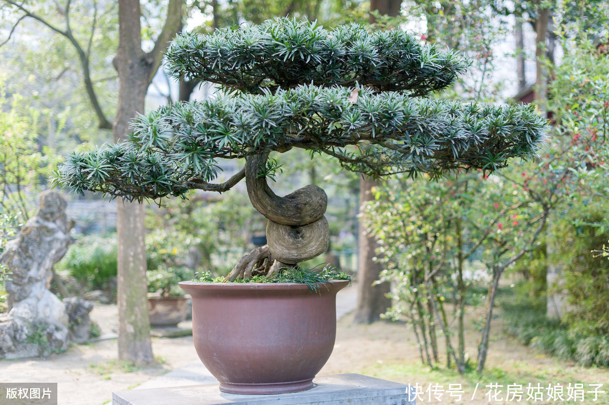 60后盆景大师的忠告,不能进的10个误区,踩中1个,白干1年