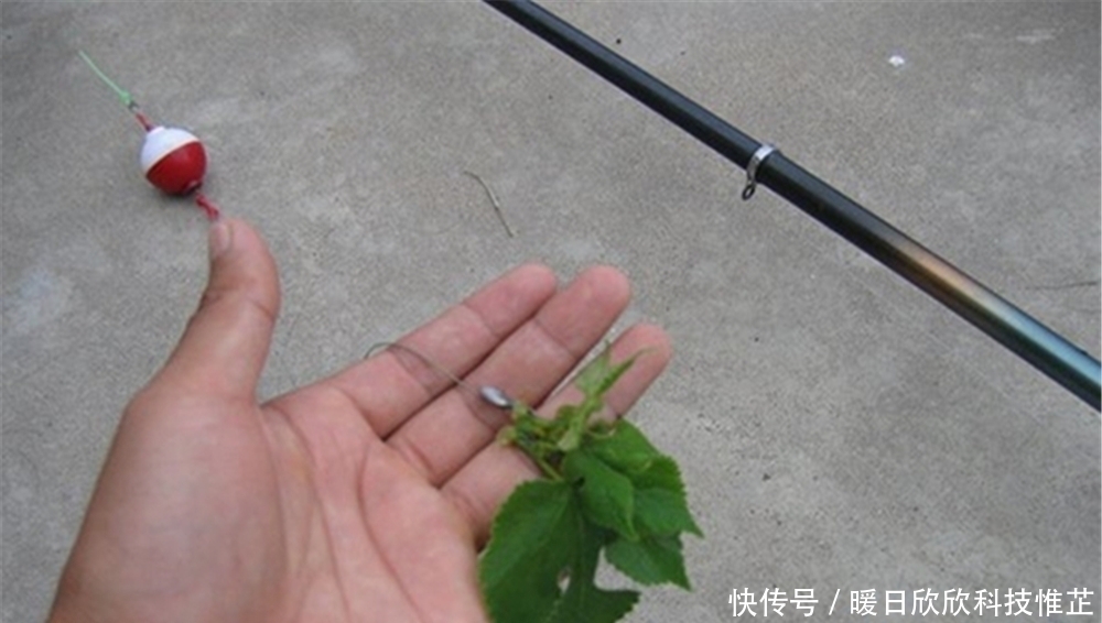 台钓|入夏之后草鱼变得好钓,钓浮草鱼才是“正钓”,可以试试这些方法