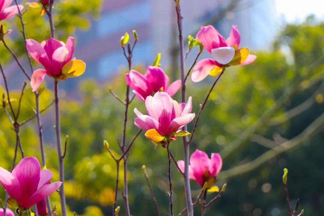 这道独特的风景，欢迎您来观赏！|紫玉兰花开美鮀城 | 中年