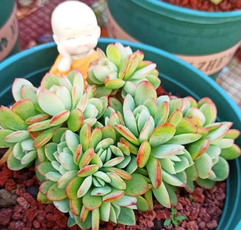 拼盘|多肉养在大盆里,就是豪横霸气,棵棵大得像白菜