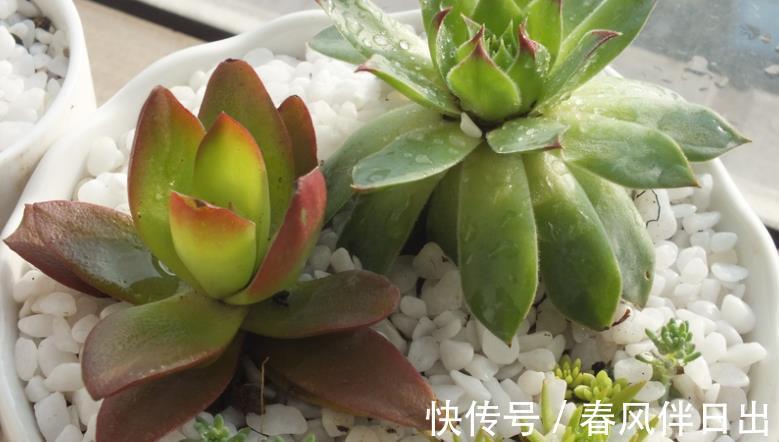 土壤|天凉了盆栽多肉，浇水不能大意，不然徒长烂根问题全上门