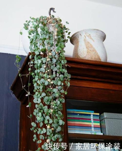 阳台|北阳台也能养殖的多肉植物,皮实耐阴颜值高,你值得拥有