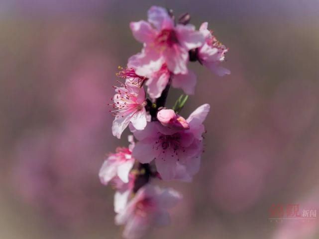 来这里，探寻“粉红花海”……