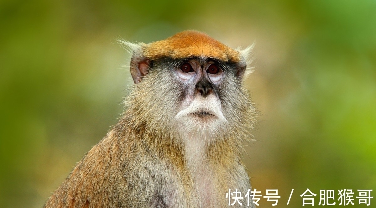 生肖|桃花运虽然好，哪些生肖异性缘非常好，但却容易招惹烂桃花的生肖