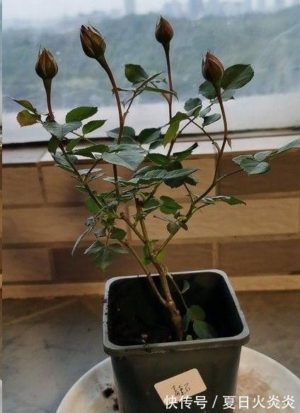月季花移栽换盆,2个细节不能忽视,对植株生长非常有利