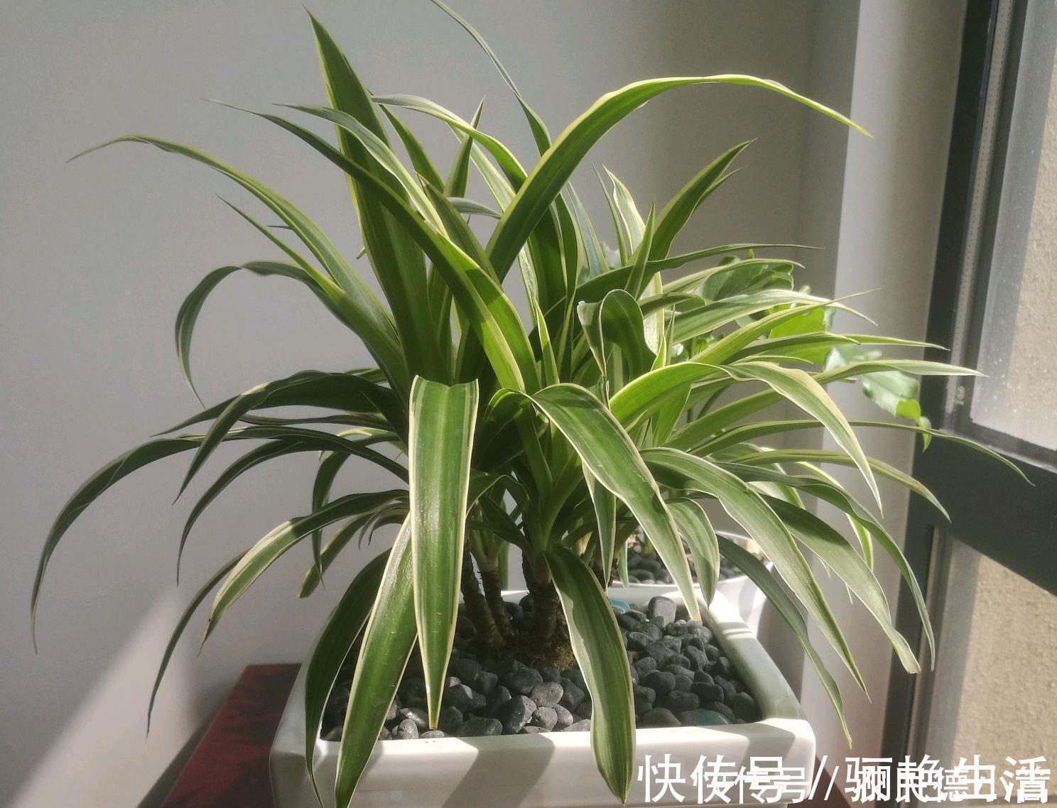 土基质|吊兰养几个月了叶小又饥瘦,求吊兰旺长绿油还出垂吊枝的方法