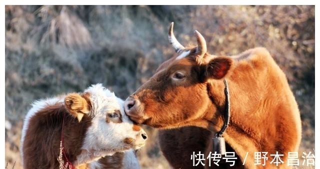 养殖户|怎么判断母牛发情？怎么知道母牛是否排卵？以下牛繁殖技术请收藏
