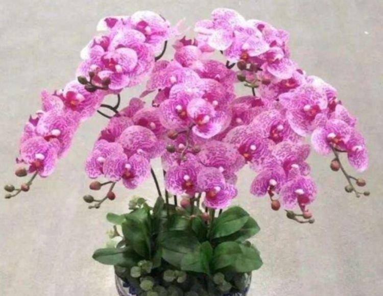 蝴蝶兰|4种花很好养,花开酷似一盏盏红灯笼,养在哪里都爆盆,惹人喜爱