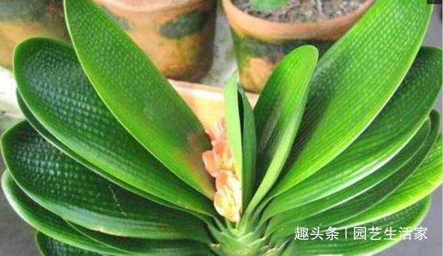 君子兰|君子兰盆里加点它,养10年都不烂根,一个月开花爆盆不是问题!