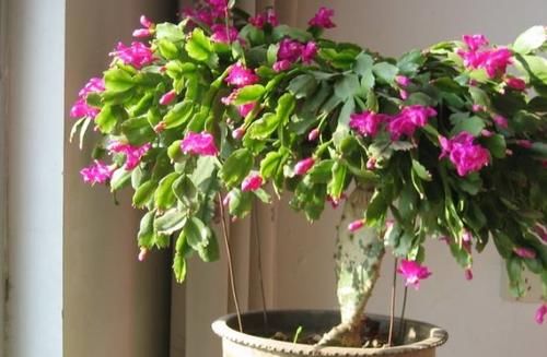 3月前后天气渐暖,养这几样植物,舍得撸叶子摘顶才能开花越漂亮