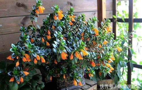 花繁叶茂|它比金边吊兰漂亮,1个修剪小技巧,长势快,开花不断,花繁叶茂