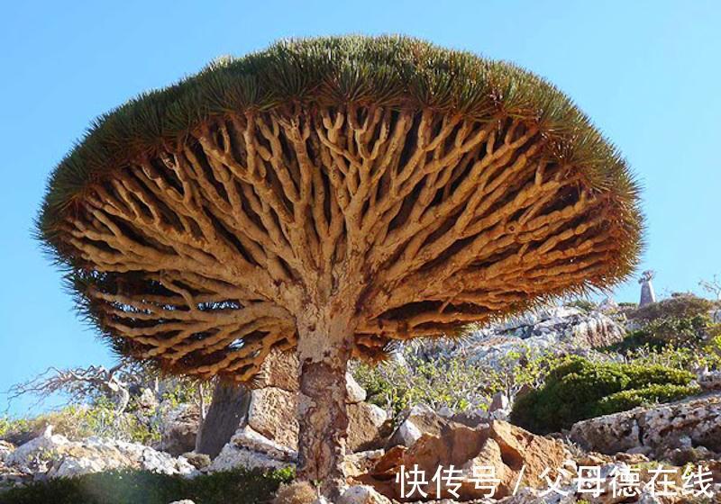 热带物种龙血树总养不好,注意这些,植株挺拔壮实叶浓绿