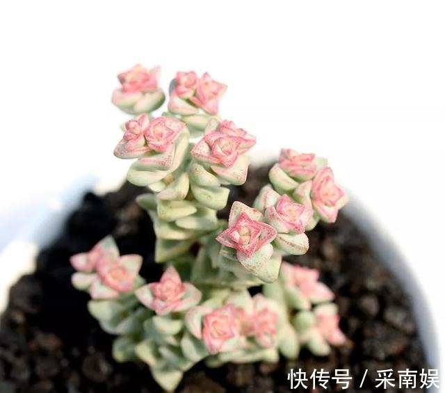 20款适合新手养的多肉,就算是养花杀手,也能养得又胖又美!