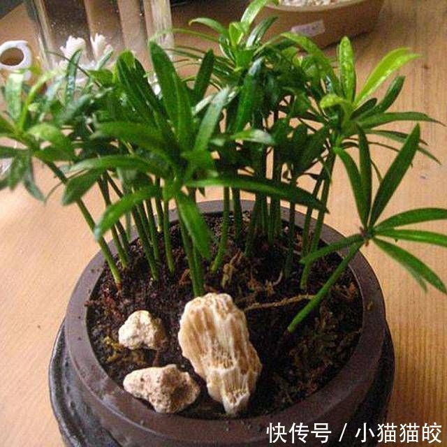 净化室内|书房文艺气息重,这几种小盆景不能少,好看好养提升品位