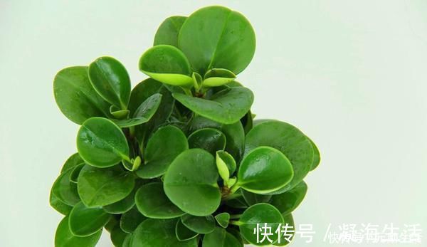 孔雀竹芋|家里不够向阳,想养花怕养不好,那这几种花值得入手