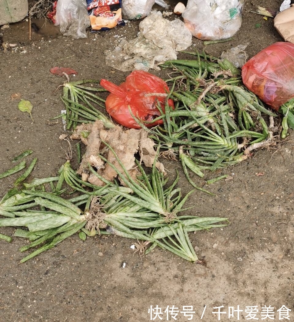 出门最容易“捡到”的5种花,拿回家剪几刀,不花钱成好看盆栽