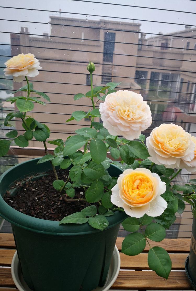 几种花卉耐阴耐寒,养在家里一整年都有好运气,日子红火财运滚滚