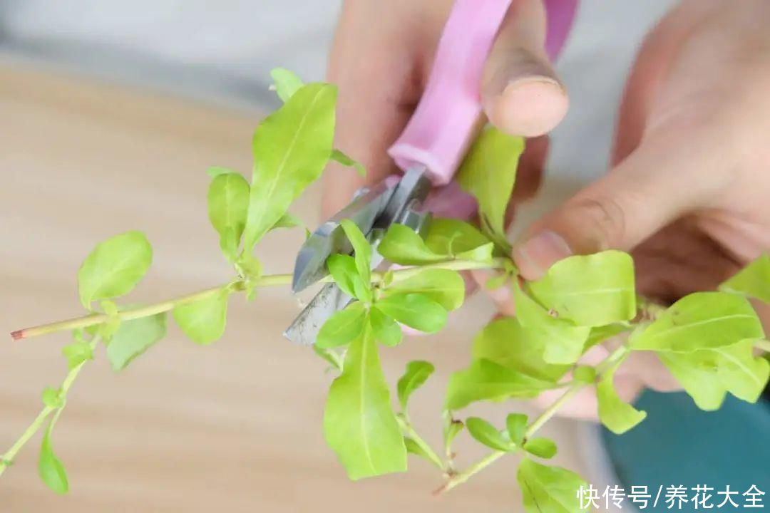 月季|8种花，现在快施肥，秋天开出满树花