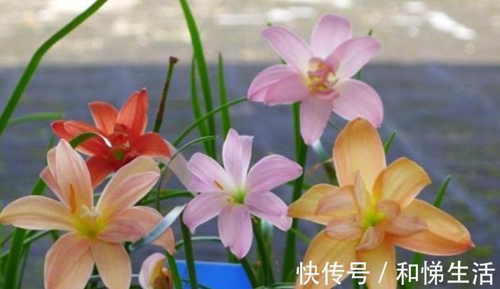 打理|4种花,容易打理易开花,“花香”飘满屋,花美心情好!