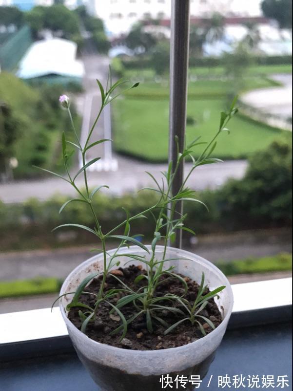 丝石竹|此盆栽漂亮又好养，扔进土里就能活，阳台养一株，年年开花爆盆