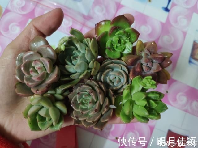 多肉丢水里好度夏,叶子疯狂吸水,几天就变胖了