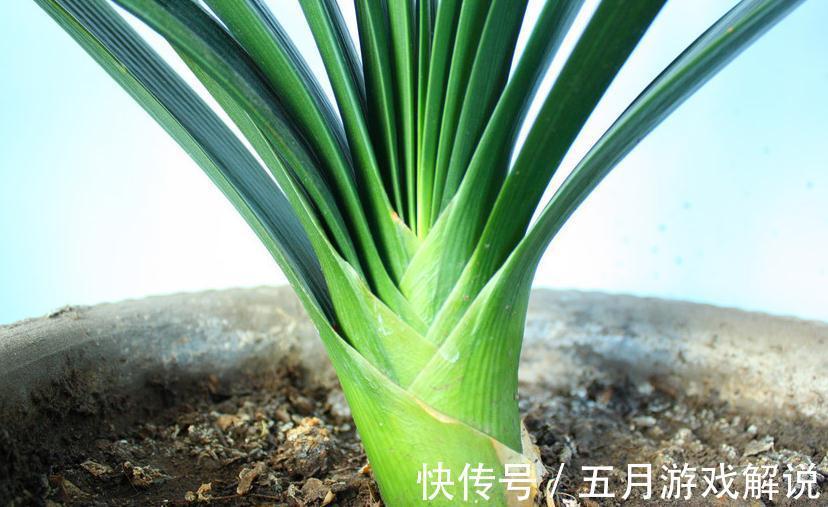 夏季得轻养君子兰，不能太强势，不然烂根黄叶