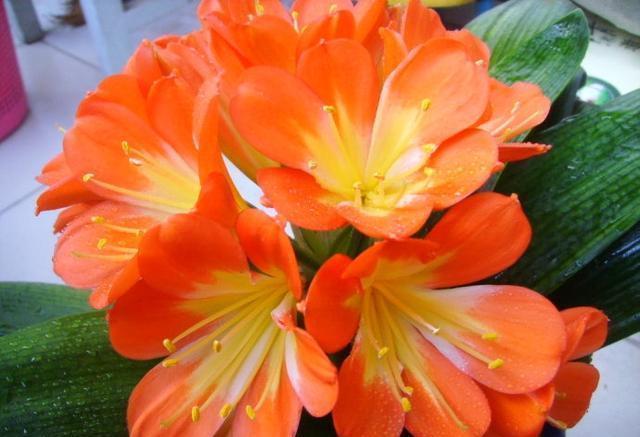 君子兰喝3种“营养水”,“5箭齐发”拔高个,蹭蹭开花不夹箭