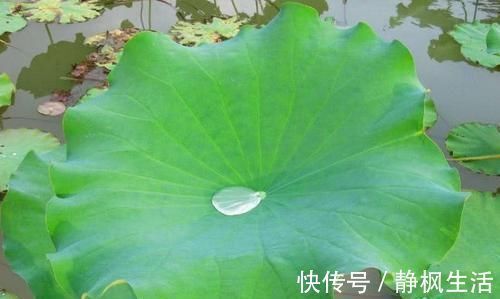 调节|高血糖的“天敌”是它们，没事常吃点，调节血糖，远离糖尿病！