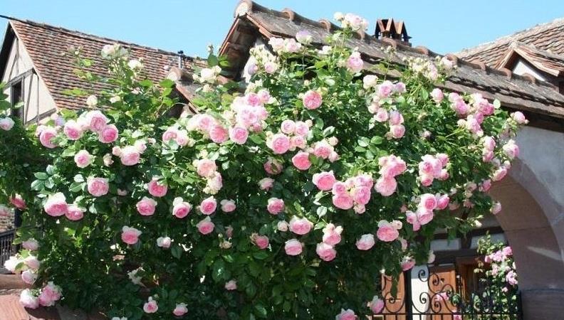 发酵鸡粪、羊粪、蚯蚓粪,到底该选哪一种?看完终于不再迷惑了