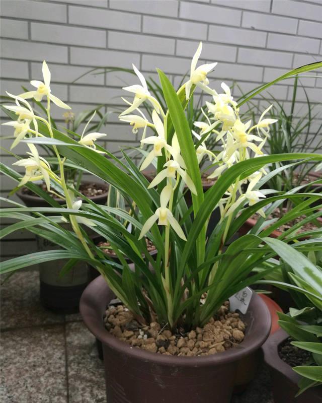 兰花上盆,5个窍门细节做足,根系深,花箭窜,兰花多又香