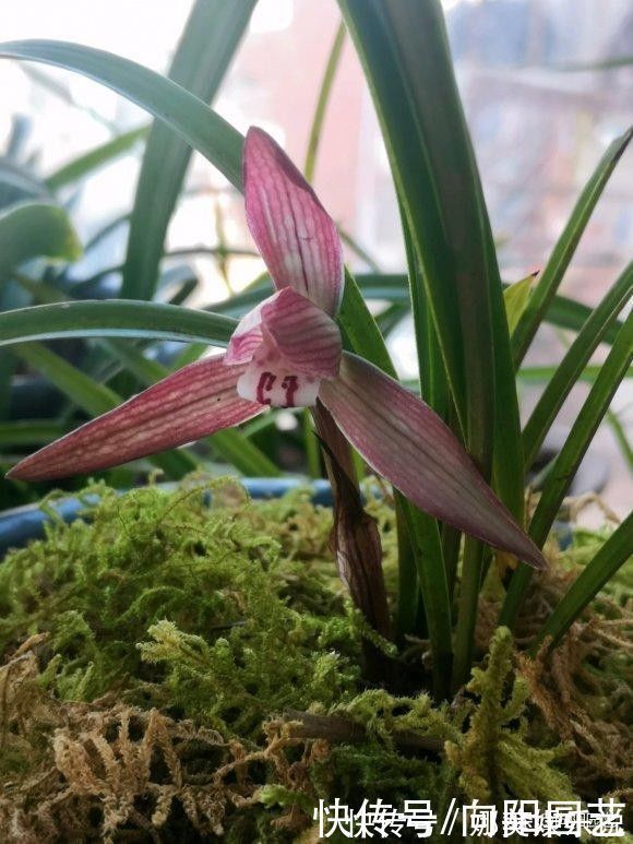 种兰花，植料不用买，公园里捡一些松树皮，养兰花促进开花