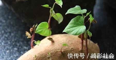 毒素|发芽的大蒜不能吃?专家:3种食物发芽后,吃了对人体更好