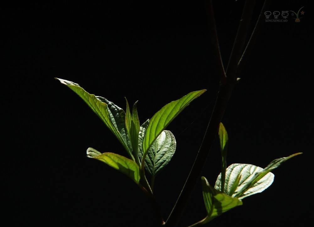 同情|为什么李煜是亡国之君,却被后世同情,称千古词帝?答案在这首词