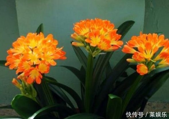 老婆用装修时剩下的“小东西”,埋在花盆里面,花就没有黄过叶