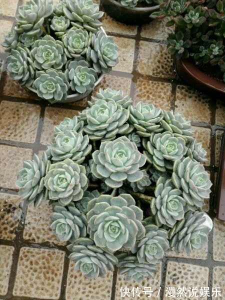 办公室种多肉从没活过，种上如下几种分分钟爆盆，懒人大爱