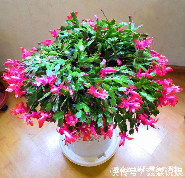 养蟹爪兰，花盆里撒点‘小豆豆’，叶子坚挺开花旺